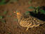 Black-faced Sand grouse in the Serengeti National Park.