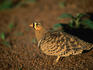 Black-faced Sand grouse in the Serengeti National Park.