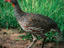 Grey-breasted Spurfowl endemic, Mara-Serengeti