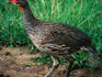Grey-breasted Spurfowl (Francolinus rufopictus) endemic to the Mara-Serengeti eco-system.