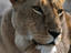 Female Lion, Serengeti