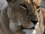 Female Lion (Panthera leo) of the Serengeti.