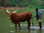 Ankole cow in springs, Rwanda