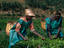 tea plantation, Rwanda