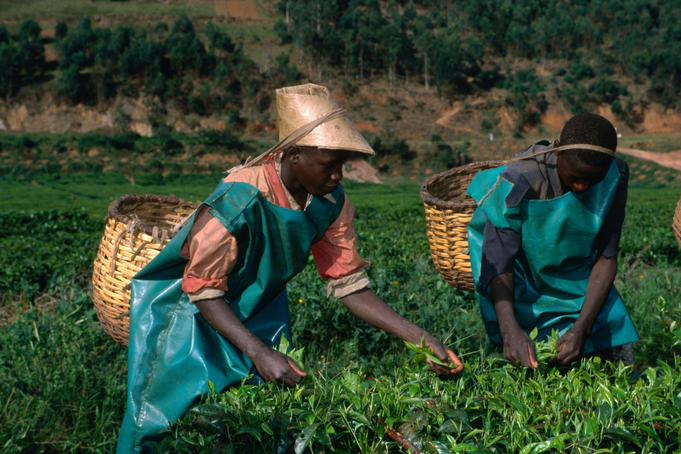 Children picking tea in a tea plantation.