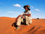 Sheep farmer sitting on dune.