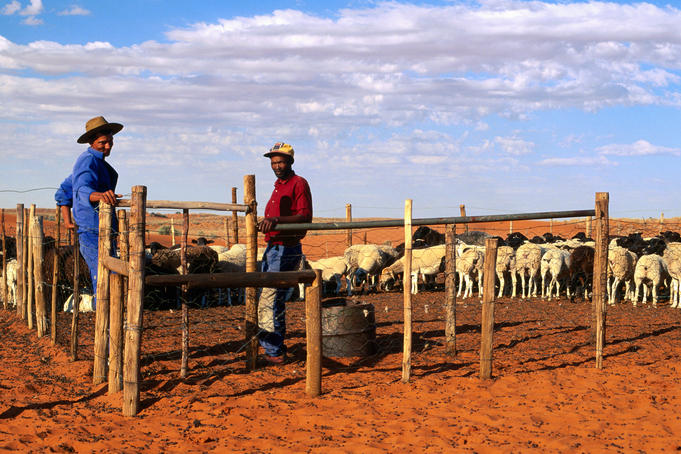 Farm hands at desert sheep farm.