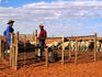 Farm hands at desert sheep farm.