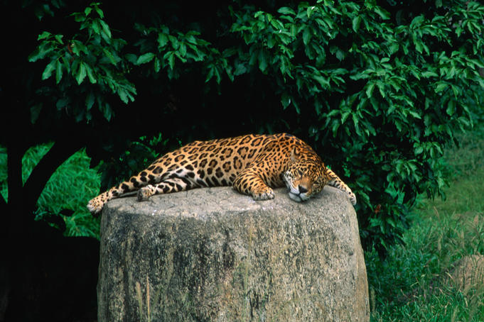 Let sleeping jaquars lie: snoozing cat basking on a rock in the Parque del Este, Caracas.