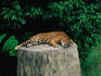 Let sleeping jaquars lie: snoozing cat basking on a rock in the Parque del Este, Caracas.