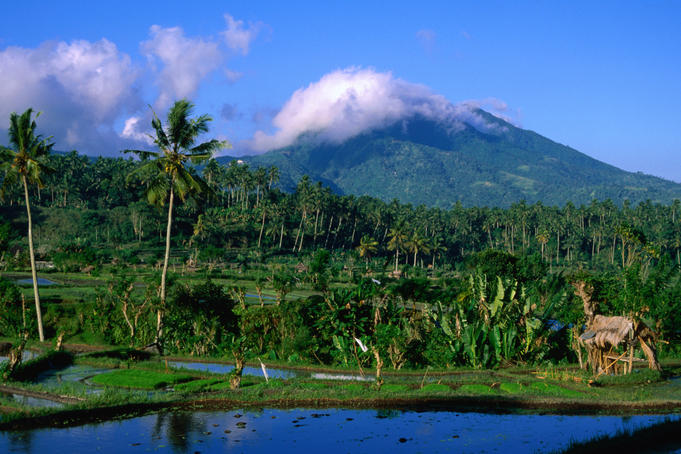 Rice paddies and coconut trees on the road from Tirta Ganga to Amed.