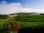Coldstream Hills Vineyard.