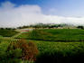 Coldstream Hills Vineyard.