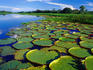 Magnificent water lillies on the Yanayacu River in the Amazon Basin.