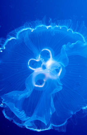 Moon jelly fish (Aurelia aurita).