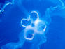 Moon jelly fish (Aurelia aurita).
