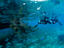 Shark Ray Alley, Ambergris Caye & San Pedro