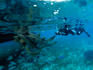 Photographer approaches feeding nurse sharks at Shark Ray Alley.