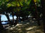 Beachfront palms.