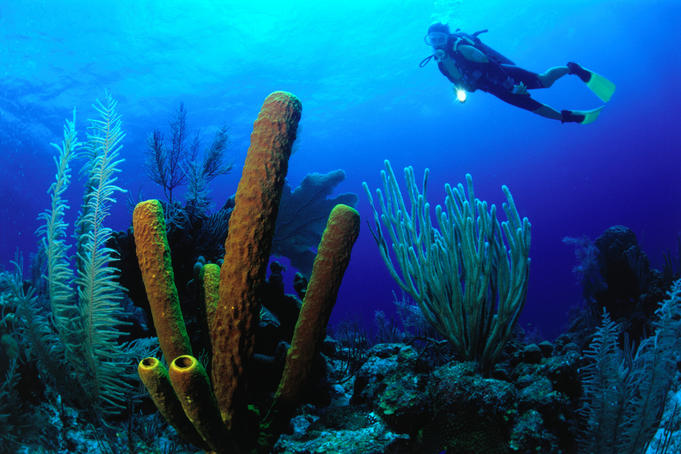 Diver over large blue tube sponges at Triple Anchors.
