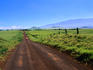 Wide open spaces and a view of Mauna Kea (4205m) from the road leading through Parker Ranch.