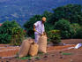 A worker drying coffee beans in the sun at Bay View Farms at Honaunau on the south Kona Coast.