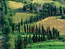 Winding road lined with cypress trees.