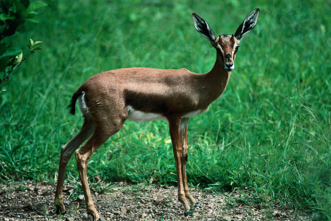 A gazelle near Ditalou