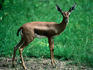A gazelle near Ditalou