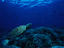 A hawksbill turtle, Djibouti