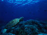 A hawksbill turtle ( Eretmochelys imbricata ) takes a nap on a rock