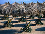 Palapas on Puerto Vallarta beach