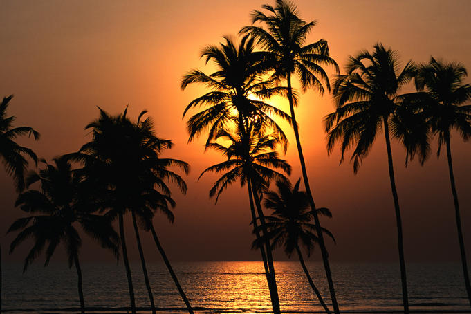 Sunset through the coconut palms on Mandrem back beach.