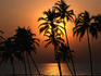 Sunset through the coconut palms on Mandrem back beach.