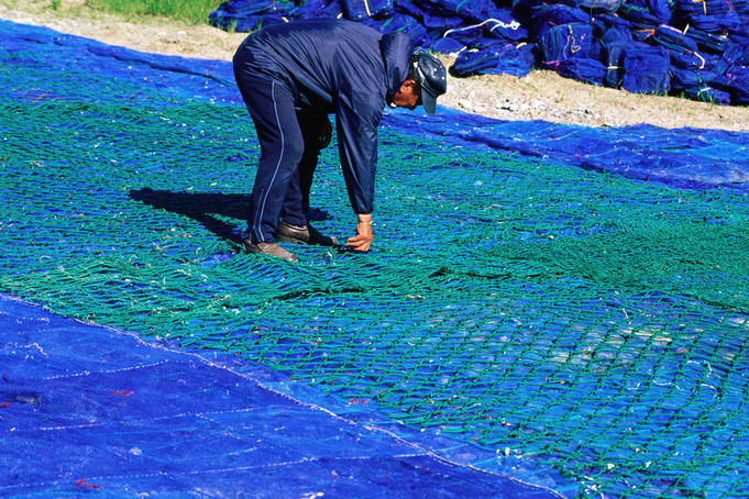 Fisherman inspecting his nets - Hokkaido