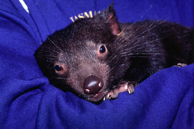 Tasmanian Devil.