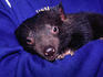 Tasmanian Devil.
