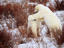 Polar Bears, Alaska
