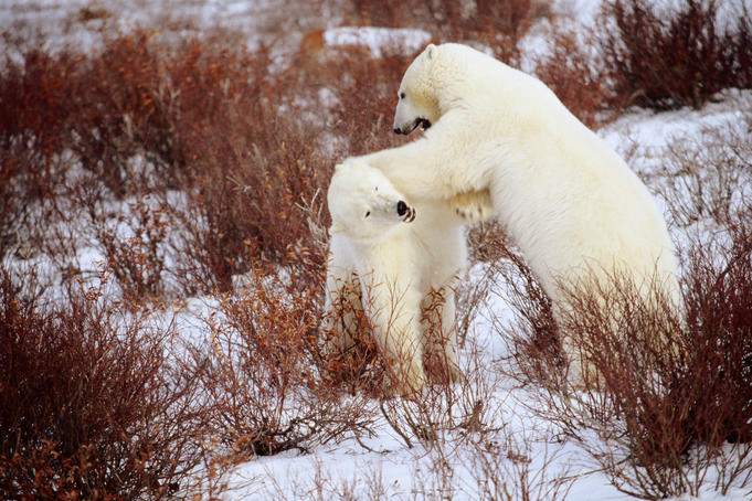 Polar Bears.