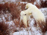 Polar Bears.