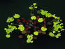 Lotus flower in pond.