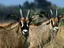 A pair of Roan Antelope ( Hippotragus equinus )