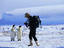 Tourist standing by Emperor Penguins.