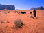 Bedouin woman herding flock of sheep and goats between Jebel Umm E'iil and Jebel Khazali.
