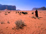 Bedouin woman herding flock of sheep and goats between Jebel Umm E'iil and Jebel Khazali.