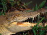 The ferocious open jaw of a Freshwater Crocodile ( Crocodylus johnstoni ) - Kakadu National Park, Northern Territory