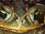 Giant Toad (Bufo paracnemis).