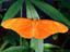 The Flame male butterfly (Dryas julia).