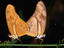 The Flame butterfly (Dryas julia), breeding, mating