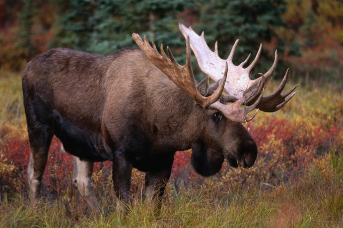 Urban wildlife-spotting in Alaska